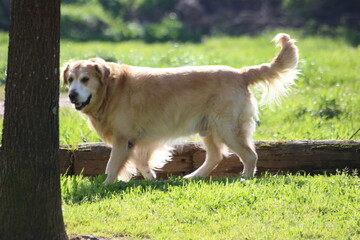 Barney