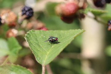 ladybug on a leaf