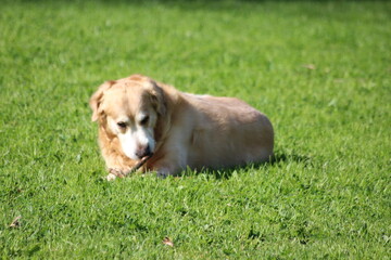 Barney