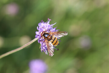 butterfly on flower