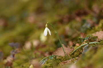 spring in the grass