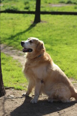 Barney