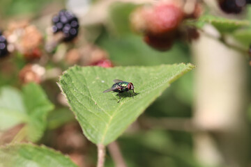 ladybug on a leaf