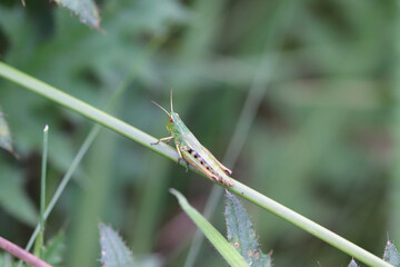 grasshopper on a leaf