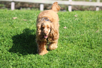 Fototapeta premium Kyara