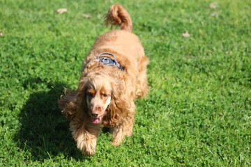 Fototapeta premium Kyara