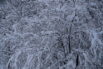 Top view of a snowy forest