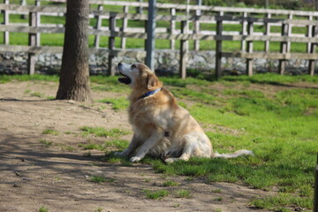 Barney