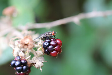 red currant bush