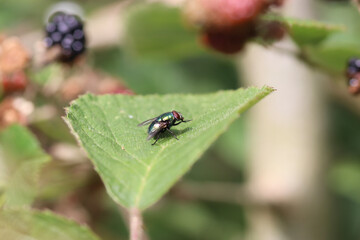 state potato beetle