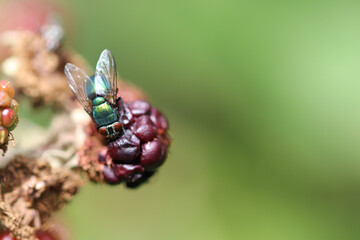 fly on leaf