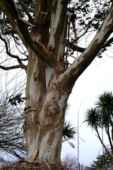 eucalyptus tree trunk