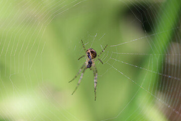 spider on web