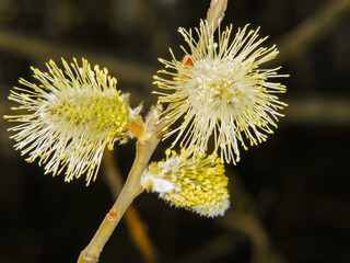 Blooming willow is a harbinger of spring. Balls-flowers, fluffy yellow from pollen, densely dotted...