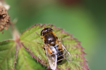 fly on leaf