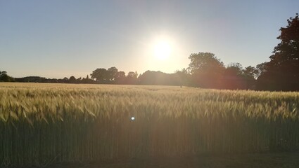 Field in the sun