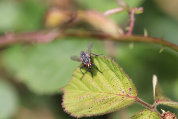 fly on leaf