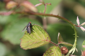 dragonfly on leaf
