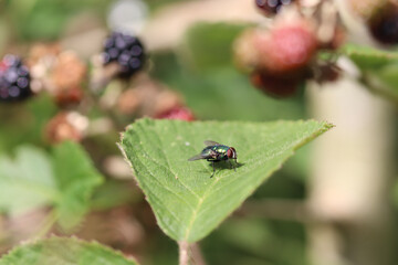 ladybird on a leaf