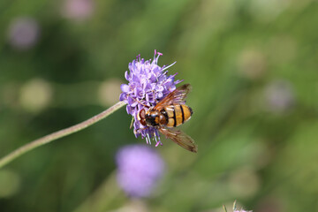 butterfly on a flower