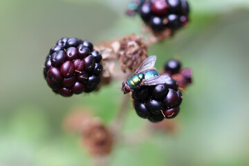 close up of a blackberry bush
