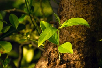 Syzygium polyanthum shoots,  or Indian bay leaf on the old trunk