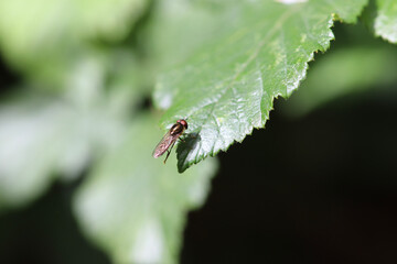 ladybird on a leaf