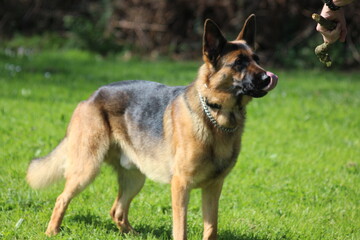 Canino