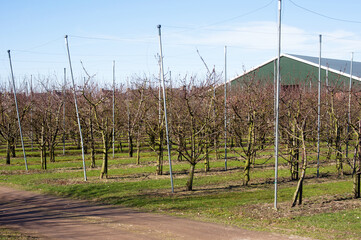 Fototapeta na wymiar Trees with no leaves in a row in an orchard in the winter with a barn in the background