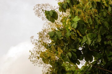 The teak flowers and leave, Tectona grandis