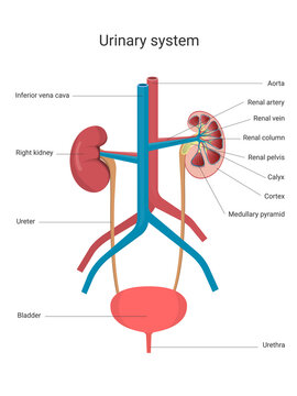 Urinary system with main parts labeled. Human kidney anatomy. Anatomy and physiology of the human body. Biology education concept. Vector Illustration