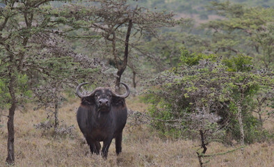 A lone african cape buffalo standing and looking alert amongst the wild whistling thorn trees of...