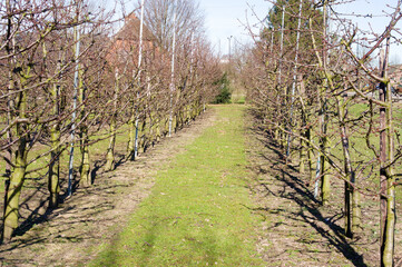Trees with no leaves in a row in an orchard in the winter
