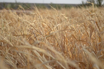 Fototapeta premium Barley