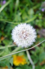 タンポポ