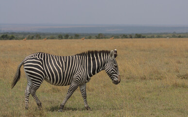 Fototapeta na wymiar side view of a common zebra walking in the wild plains of the Ol Pejeta Conservancy, Kenya