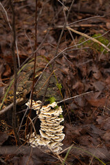 mushrooms in the forest