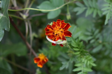 orange flower and bee