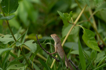 Chameleon of Thailand that holds his neck above the top of the green grass. Along with the environment of green nature.