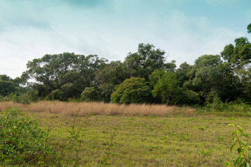 Flat area covered with green grass in front And there is a forest in the background. At Kodpor Public Park, Rayong ,Thailand.