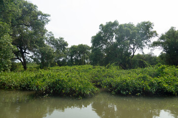 Mangrove line, conservation area along the waterfront. Landmark of  Kodpor Public Park, Rayong ,Thailand.