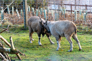 The Turkmenian Makhor