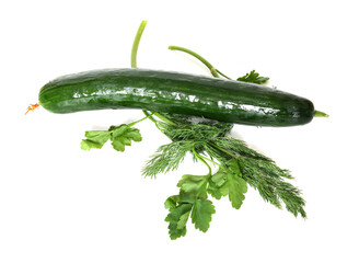 Wet cucumber, Dill (Anethum graveolens) and Petroselinum (parsley)