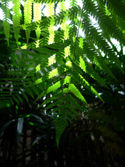Fototapeta na wymiar Green leaves pattern of Australian tree fern in tropical garden. Sunlight in the morning. Rainforest.