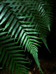 Green leaves pattern of Australian tree fern in tropical garden. Sunlight in the morning. Rainforest.