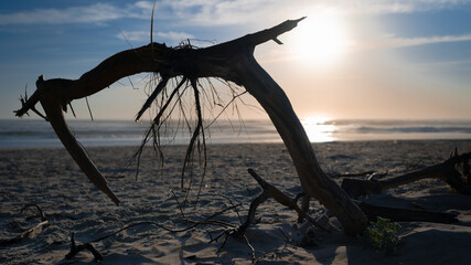 Branch on the Shore