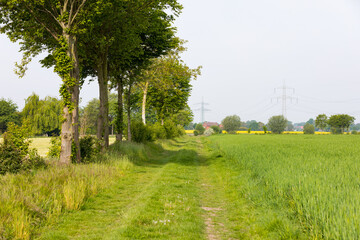 Feldweg mit Bäumen und Feld im Frühling