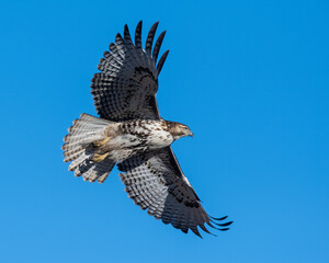 Red Tailed Hawk