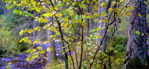 abstract autumn colored leaf pettern in nature with blur background