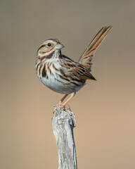 Song Sparrow